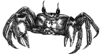 Mr Crabs|Siebdruck|70x100